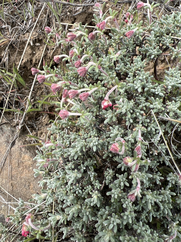 thymeleaf buckwheat from Malaga, WA, US on April 3, 2024 at 0129 PM by