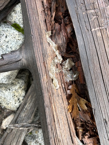 iNaturalist observation photo of Snakes