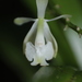 Epidendrum agathosmicum - Photo (c) Joseph S. Vega C., all rights reserved, uploaded by Joseph S. Vega C.