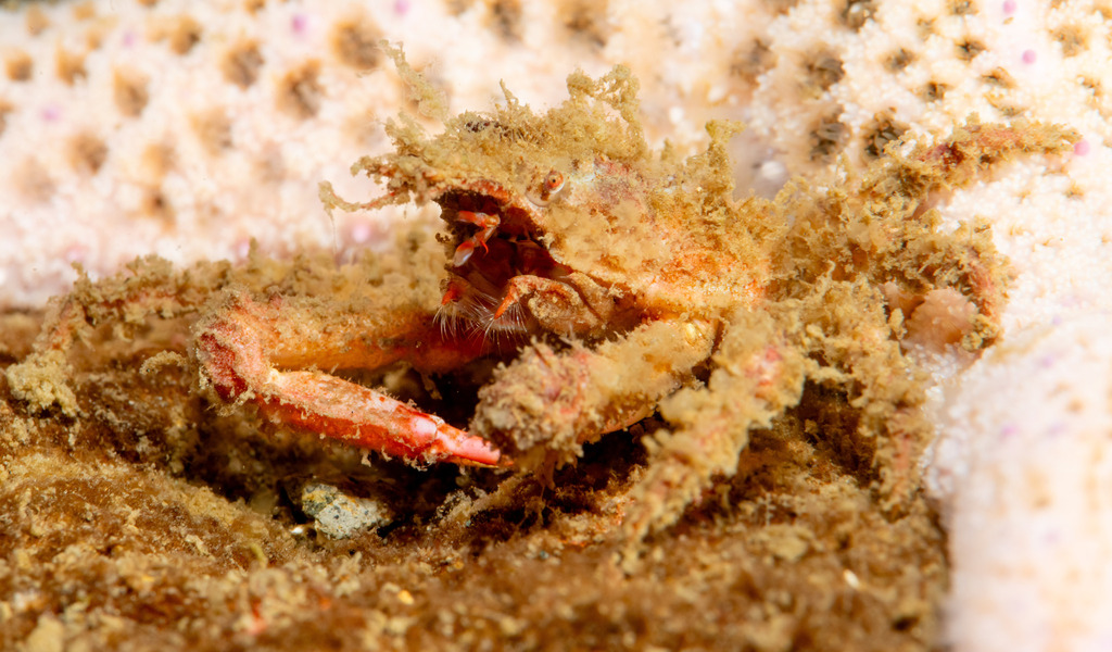 Graceful Decorator Crab from Fox Island, Washington, United States on ...