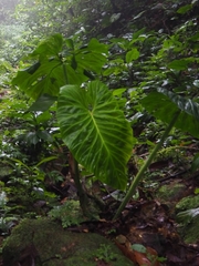 Philodendron verrucosum image