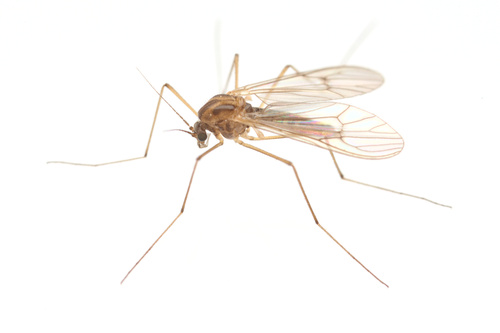 iNaturalist observation photo of Meniscus Midges