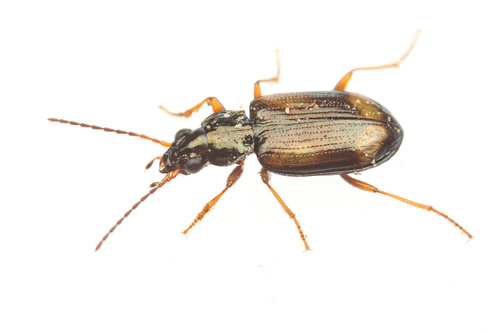 iNaturalist observation photo of Peryphus