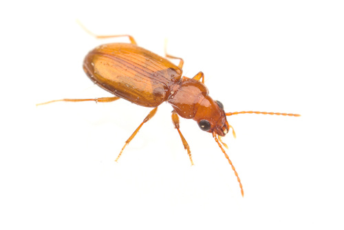iNaturalist observation photo of Elaphropus conjugens