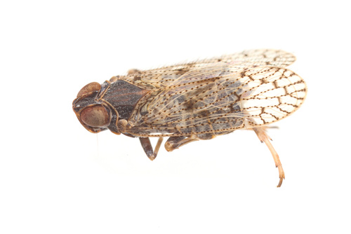 iNaturalist observation photo of Delphacoidea