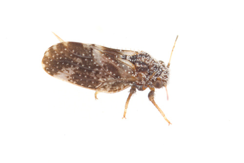 iNaturalist observation photo of Aphalaroida pithecolobia