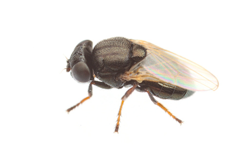 iNaturalist observation photo of Mosillus