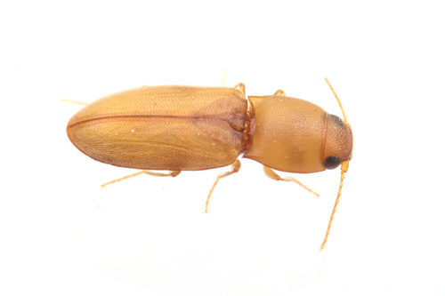 iNaturalist observation photo of Paradonus