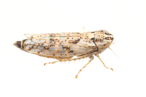 iNaturalist observation photo of Typical Leafhoppers