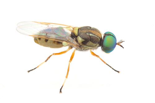 iNaturalist observation photo of Euparyphus