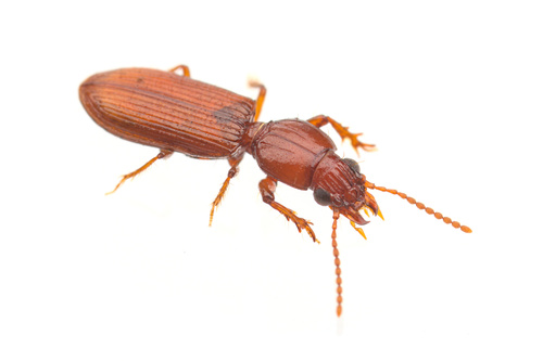 iNaturalist observation photo of Schizogenius