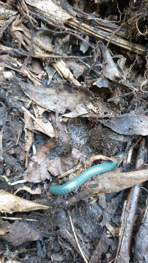 Round Backed Millipedes From Jamberoo Nsw Australia On April At Pm By Nancy