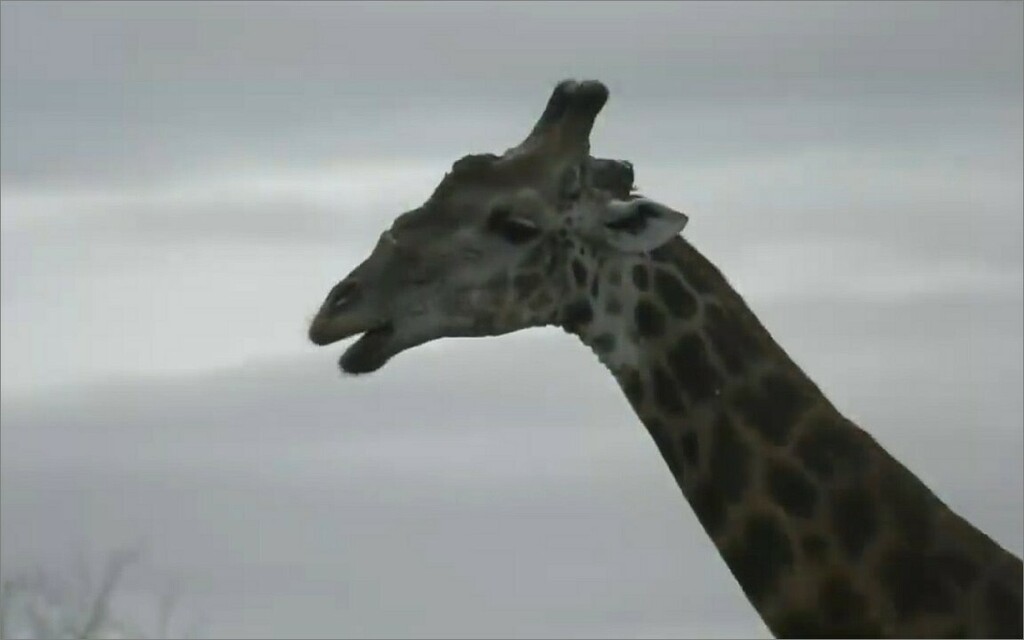 Southern African Giraffe from Ngala Private Game Reserve, ZA-MP, South ...