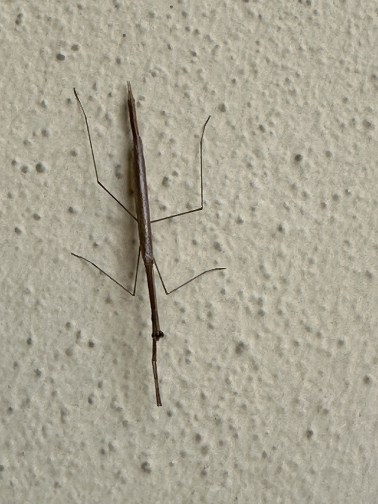 American Grass Mantis from Reid St, Palatka, FL, US on April 2, 2024 at ...