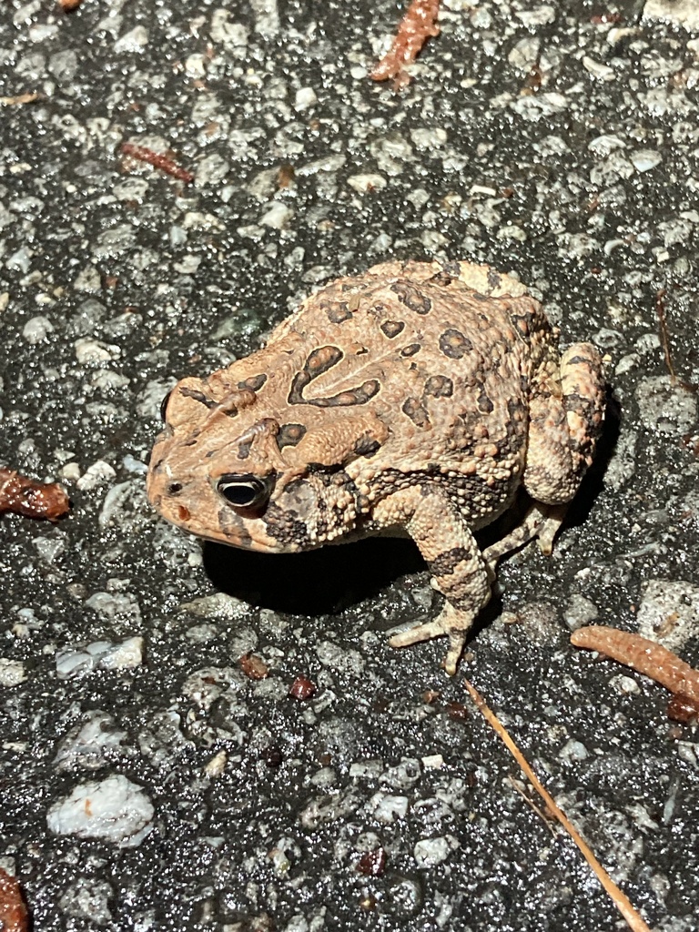 Southern Toad from Carolina Beach State Park, Carolina Beach, NC, US on ...