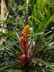 Guzmania zahnii image