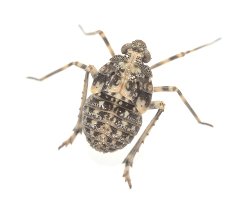 iNaturalist observation photo of Orgeriinae