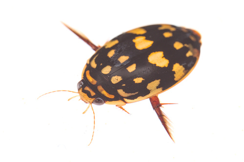 iNaturalist observation photo of Sunburst Diving Beetle
