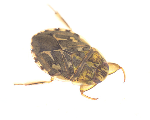 iNaturalist observation photo of Ambrysus occidentalis
