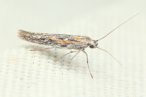 iNaturalist observation photo of Flower Moths