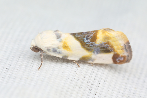 iNaturalist observation photo of Acontiini