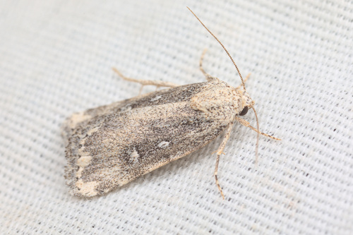 iNaturalist observation photo of Cutworm Moths and Allies