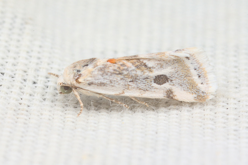 iNaturalist observation photo of Ponometia