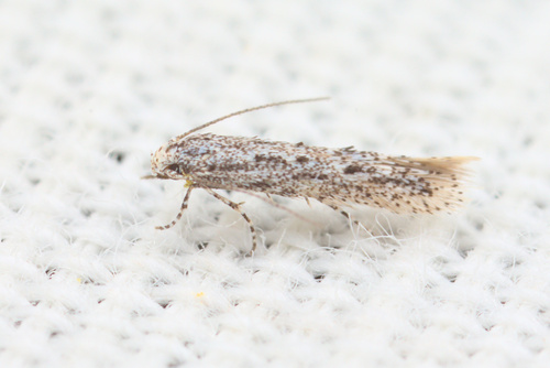 iNaturalist observation photo of Curved-horn Moths