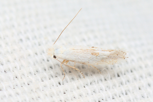 iNaturalist observation photo of Bucculatrix