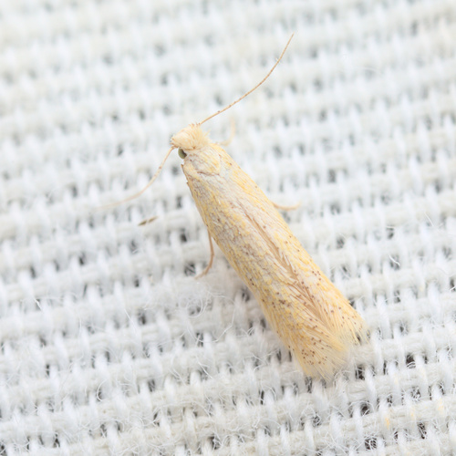 iNaturalist observation photo of Trumpet Leafminer Moths