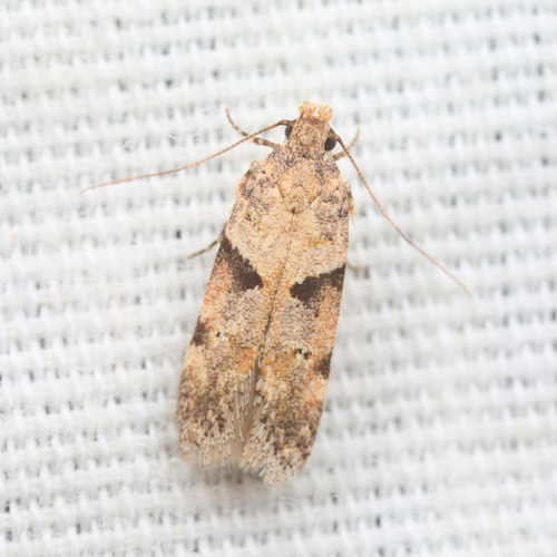 iNaturalist observation photo of Palo Verde webworm