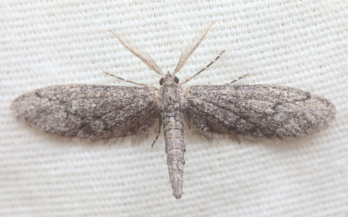 iNaturalist observation photo of Synglochis perumbraria
