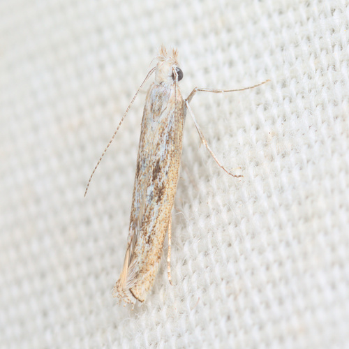 iNaturalist observation photo of Twirler Moths