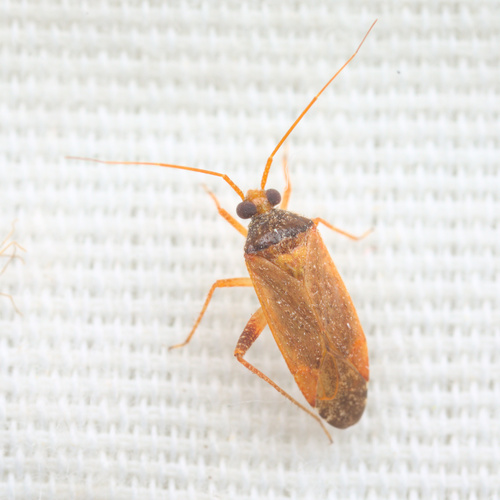 iNaturalist observation photo of Phytocoris ramosus