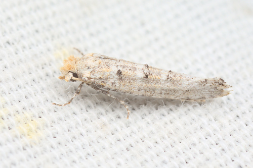 iNaturalist observation photo of Xylesthia albicans