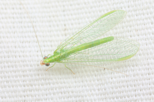 iNaturalist observation photo of Common Green Lacewings