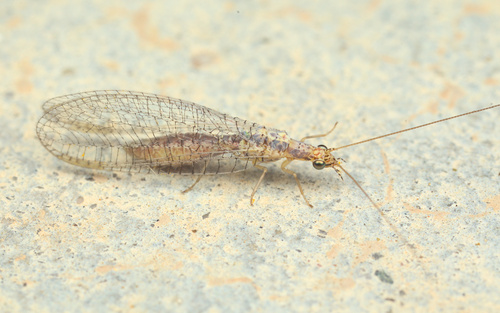 iNaturalist observation photo of Shadow Lacewings