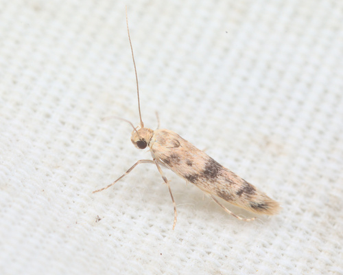 iNaturalist observation photo of Flower Moths