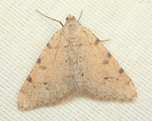 iNaturalist observation photo of Digrammia