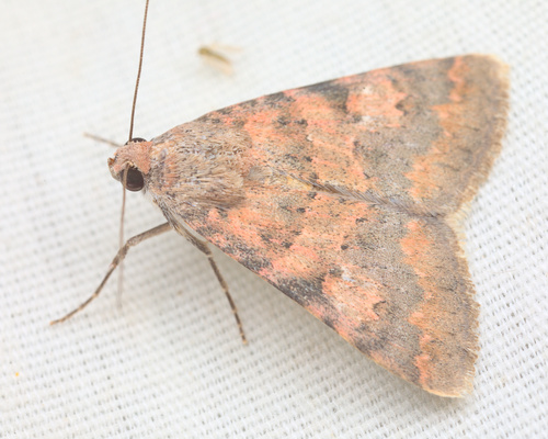 iNaturalist observation photo of Forsebia Moth