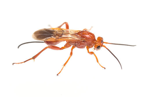 iNaturalist observation photo of Braconid Wasps