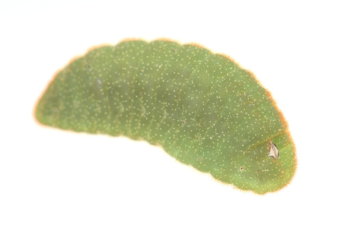 iNaturalist observation photo of Great Purple Hairstreak