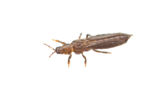 iNaturalist observation photo of Common Thrips