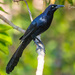 Great-tailed Grackle - Photo (c) Enrique Giron, all rights reserved, uploaded by Enrique Giron