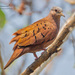 Ruddy Ground Dove - Photo (c) Enrique Giron, all rights reserved, uploaded by Enrique Giron