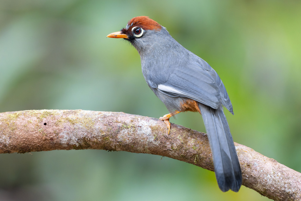 Chestnut-capped Laughingthrush (Pterorhinus mitratus) photo