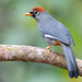 Chestnut-capped Laughingthrush - Photo (c) Jono Dashper, all rights reserved, uploaded by Jono Dashper