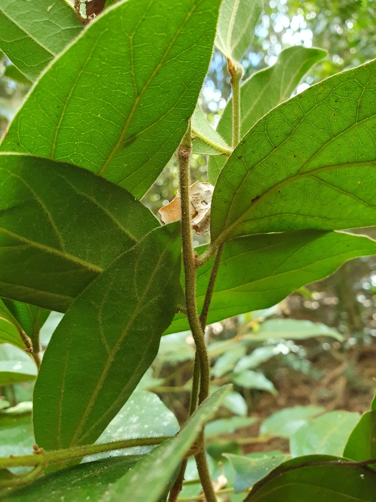 Cryptocarya triplinervis pubens from Goomeribong QLD 4601, Australia on ...