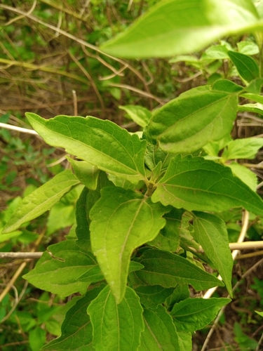 Siam weed