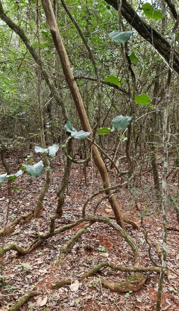 Austral Sarsaparilla from Goomeribong QLD 4601, Australia on April 4